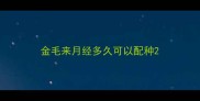 金毛来月经多久可以配种