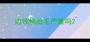 边牧换胎毛严重吗