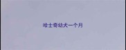 哈士奇幼犬一个月