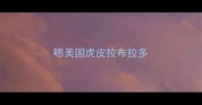 嗯美国虎皮拉布拉多