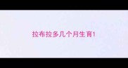 拉布拉多几个月生育