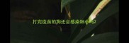 打完疫苗的狗还会感染细小吗