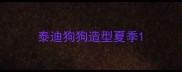 泰迪狗狗造型夏季