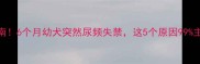 紧急处理指南6个月幼犬突然尿频失禁这5个原因99主人都忽视了