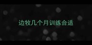 边牧几个月训练合适