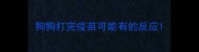 狗狗打完疫苗可能有的反应