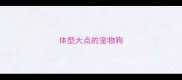 体型大点的宠物狗