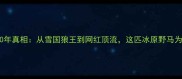 哈士奇在中国爆火10年真相从雪国狼王到网红顶流这匹冰原野马为何征服中国养宠人