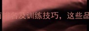 最聪明的宠物犬智商排名及训练技巧这些品种能快速学会指令