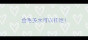 金毛多大可以托运