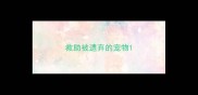 救助被遗弃的宠物
