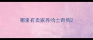哪里有卖家养哈士奇狗