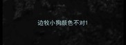 边牧小狗颜色不对