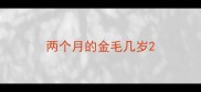 两个月的金毛几岁
