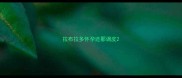 拉布拉多怀孕还那调皮