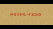 巴哥狗狗几个月能洗澡