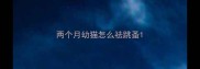 两个月幼猫怎么祛跳蚤
