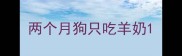 两个月狗只吃羊奶