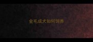 金毛成犬如何饲养