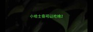 小哈士奇可以吃啥