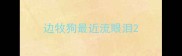 边牧狗最近流眼泪