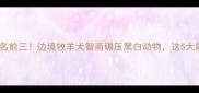 高智商宠物排名前三边境牧羊犬智商碾压黑白动物这5大能力让你惊叹