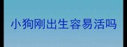 小狗刚出生容易活吗
