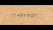 拉布拉多能过多少