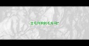 金毛狗狗剃毛好吗