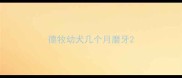 德牧幼犬几个月磨牙