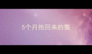 5个月抱回来的猫