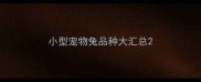 小型宠物兔品种大汇总