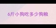 6斤小狗吃多少狗粮