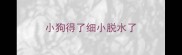 小狗得了细小脱水了