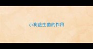小狗益生菌的作用