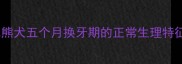 比熊犬五个月换牙期的正常生理特征