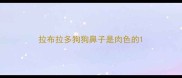 拉布拉多狗狗鼻子是肉色的