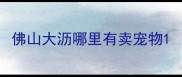 佛山大沥哪里有卖宠物