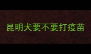 昆明犬要不要打疫苗