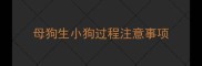 母狗生小狗过程注意事项