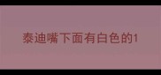泰迪嘴下面有白色的