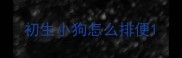 初生小狗怎么排便