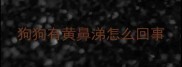 狗狗有黄鼻涕怎么回事
