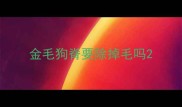 金毛狗脊要除掉毛吗