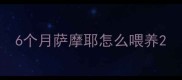 6个月萨摩耶怎么喂养