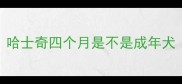 哈士奇四个月是不是成年犬