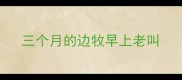 三个月的边牧早上老叫