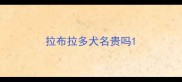 拉布拉多犬名贵吗