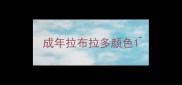 成年拉布拉多颜色