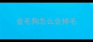 金毛狗怎么会掉毛